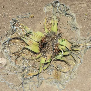 Welwitschia (Welwitschia mirabilis) in the Namib Desert
