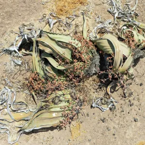 Welwitschia (Welwitschia mirabilis) in the Namib Desert