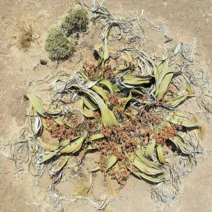 Welwitschia (Welwitschia mirabilis) in the Namib Desert
