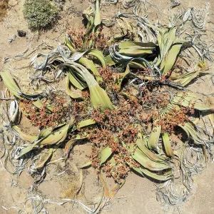 Welwitschia (Welwitschia mirabilis) in the Namib Desert