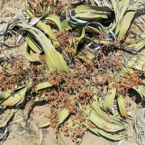 Welwitschia (Welwitschia mirabilis) in the Namib Desert