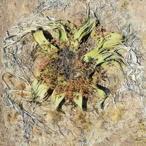 Welwitschia (Welwitschia mirabilis) in the Namib Desert