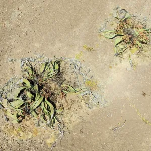 Welwitschia (Welwitschia mirabilis) in the Namib Desert