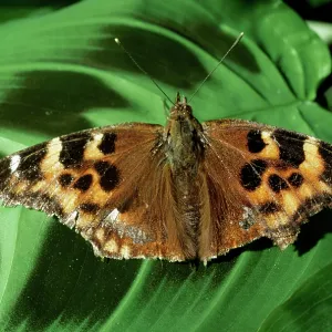 West Coast Lady BUTTERFLY - after wintering West Coast Lady BUTTERFLY - after wintering