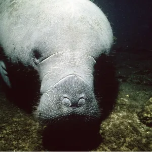 West Indian MANATEE / Seacow - close-up of face West Indian MANATEE / Seacow - close-up of face