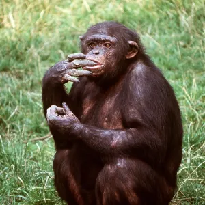 Western CHIMPANZEE - with finger in mouth Western CHIMPANZEE - with finger in mouth