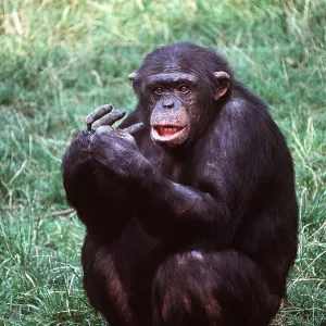 Western CHIMPANZEE - sitting on ground Western CHIMPANZEE - sitting on ground
