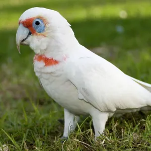 Western Corella Western Corella