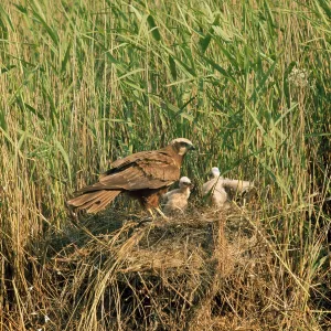 Western Marsh HARRIER - on nest with young