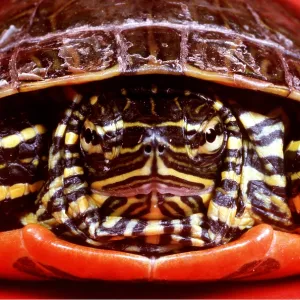 Western Painted Turtle - head on, close up Western Painted Turtle - head on, close up