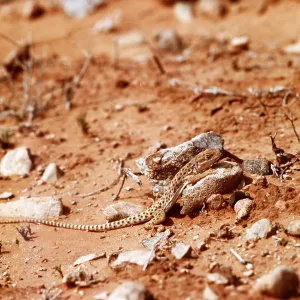 Western Whiptail Lizard Western Whiptail Lizard