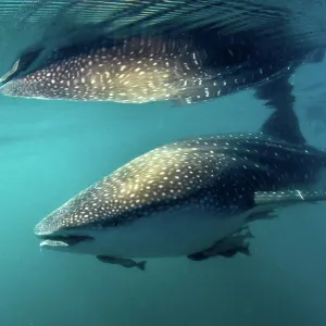 Whale Shark