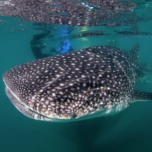 Whale Shark