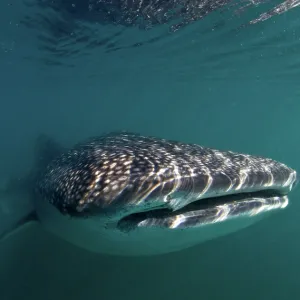 Whale Shark
