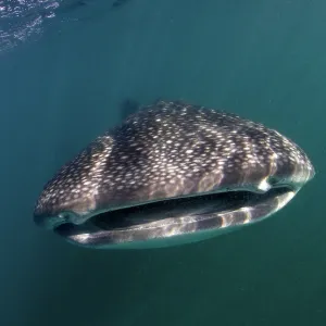 Whale Shark