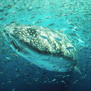 Whale Shark - In baitball, fish shoal Whale Shark - In baitball, fish shoal