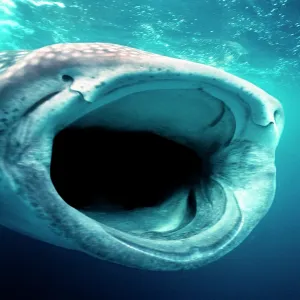 Whale SHARK - mouth open for filter feeding Whale SHARK - mouth open for filter feeding