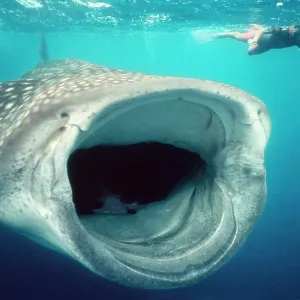 WHALE SHARK and Snorkeller - mouth open feeding. 60ft long WHALE SHARK and Snorkeller - mouth open feeding. 60ft long