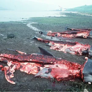 WHALING - dead WHALING - dead