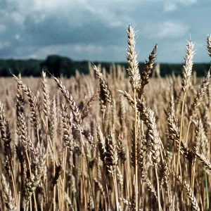 WHEATFIELD WHEATFIELD