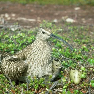 Whimbrel - at nest with young Whimbrel - at nest with young