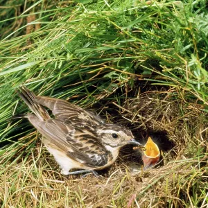 Whinchat - at nest Whinchat - at nest