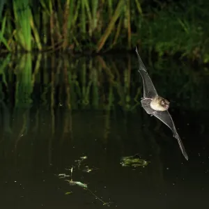Whiskered Bat - in flight above a forest pond Whiskered Bat - in flight above a forest pond