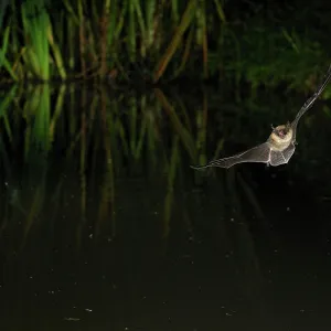 Whiskered Bat - in flight above a forest pond Whiskered Bat - in flight above a forest pond