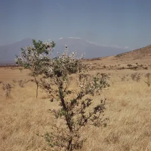 WHISTLING THORN / Acacia Tree WHISTLING THORN / Acacia Tree