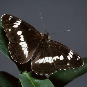 White Admiral Butterfly - on honeysuckle White Admiral Butterfly - on honeysuckle