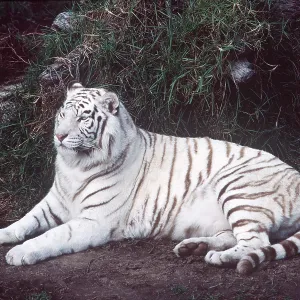 White Bengal / Indian TIGER White Bengal / Indian TIGER