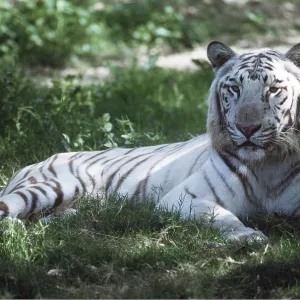 White Bengal / Indian TIGER - lying
