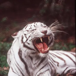 White bengal / Indian TIGER - yawning White bengal / Indian TIGER - yawning