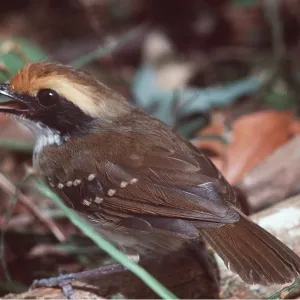 WHITE BROWED ANTBIRD - female