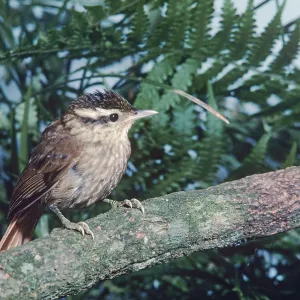 White-browed Foliage-Gleaner