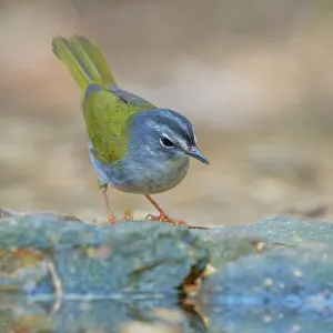 White Browed Warbler Myiothlypis leucoblephara Atlantic White Browed Warbler Myiothlypis leucoblephara Atlantic