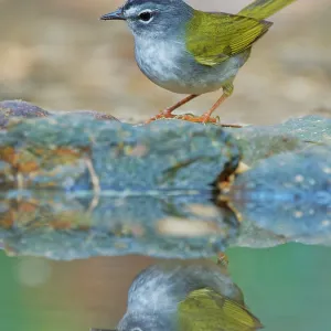 White Browed Warbler Myiothlypis leucoblephara Atlantic White Browed Warbler Myiothlypis leucoblephara Atlantic