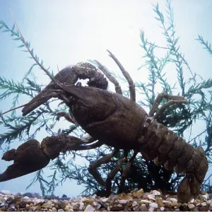 White-clawed Crayfish