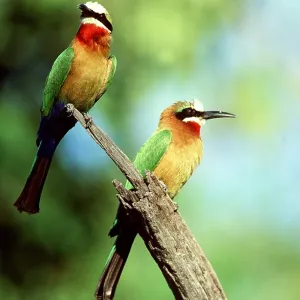 WHITE-FRONTED BEE-EATER - x two perched on branch WHITE-FRONTED BEE-EATER - x two perched on branch