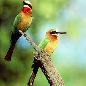 White-Fronted Bee-Eaters - x two, perched on branch White-Fronted Bee-Eaters - x two, perched on branch