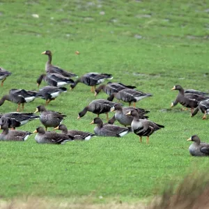 White-fronted Geese White-fronted Geese