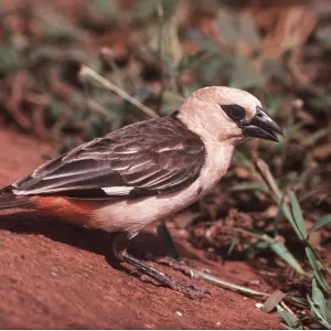 WHITE-HEADED BUFFALO WEAVER WHITE-HEADED BUFFALO WEAVER