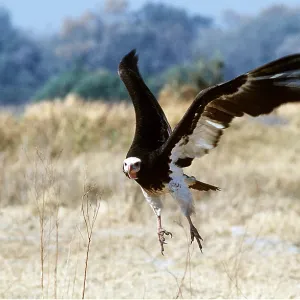 WHITE-HEADED VULTURE - in flight WHITE-HEADED VULTURE - in flight