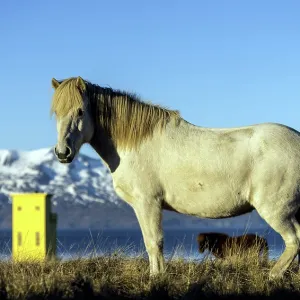 White Horse with Husavik yellow lighthouse and mountains