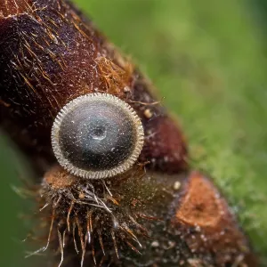 White-letter Hairstreak (Satyrium w-album) egg o White-letter Hairstreak (Satyrium w-album) egg o