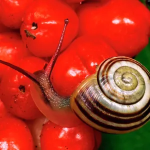 White-lipped Banded SNAIL / Humbug Snail - on bright