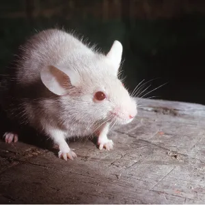 WHITE MOUSE WHITE MOUSE