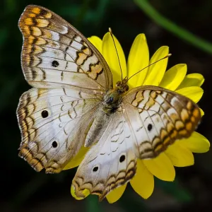 White Peacock butterfly (Anartia jatrophae). Found White Peacock butterfly (Anartia jatrophae). Found