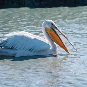 White Pelican - fishing White Pelican - fishing