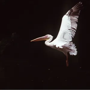 WHITE PELICAN - in flight WHITE PELICAN - in flight